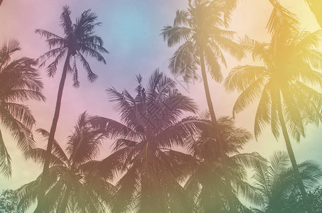 热带海岸的椰子树用复古色调制成图片