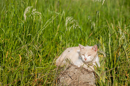 猫围着长的绿草躺下睡觉看图片