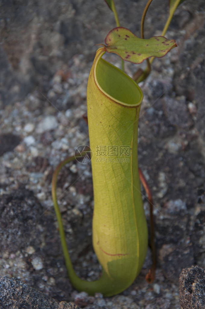 猪笼草植物的特写镜头图片