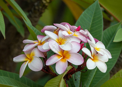 自然花园中浅焦点的粉色和白色鸡蛋花埃塞俄比亚图片