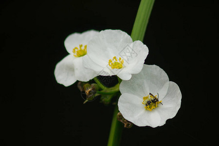 一只小蜜蜂在一朵白色的野花上图片
