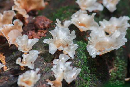 自然界中木材上的白色野生蘑菇带有水分图片