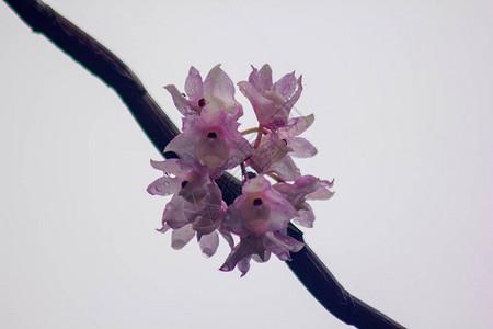 小唇石斛花呈淡粉色花成束只会在泰国南部图片