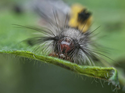 草螟蛾幼虫的特写镜头图片