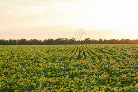 日落时的绿色向日葵田文字空间农业图片