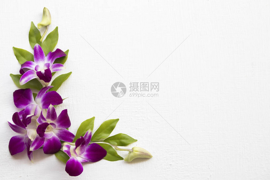 紫色花兰团安排用白木本底图片