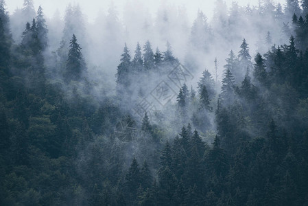 充满迷雾的山岳景观森林以时长古背景图片