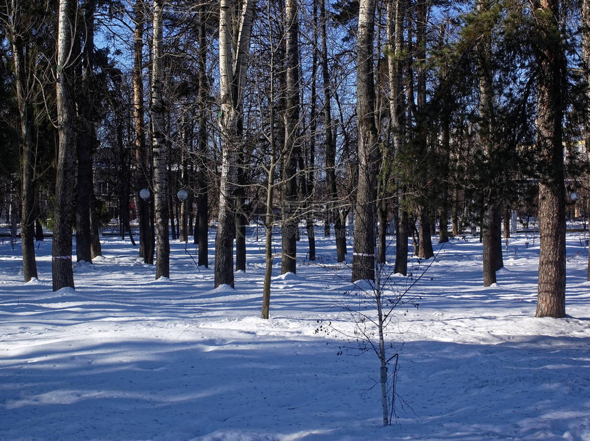 冬天在公园的雪中树木的图片