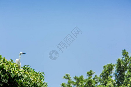 成年鸟白色鹭Garzetta在与蓝天的树上生活在台北市大安森林公园湖树上的背景图片
