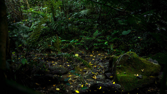 萤火虫黄光在夜间森林中飞行图片