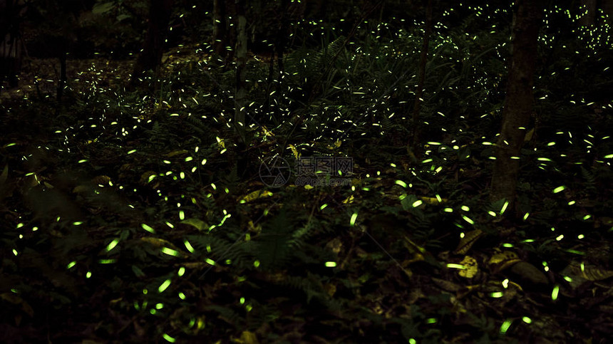 萤火虫黄光在夜间中飞行图片
