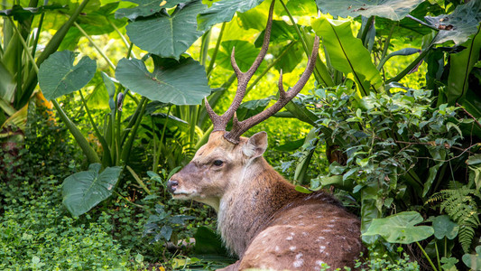 一只成年雄雪松在炎热的夏天躺在树木和森林植物中间山里图片