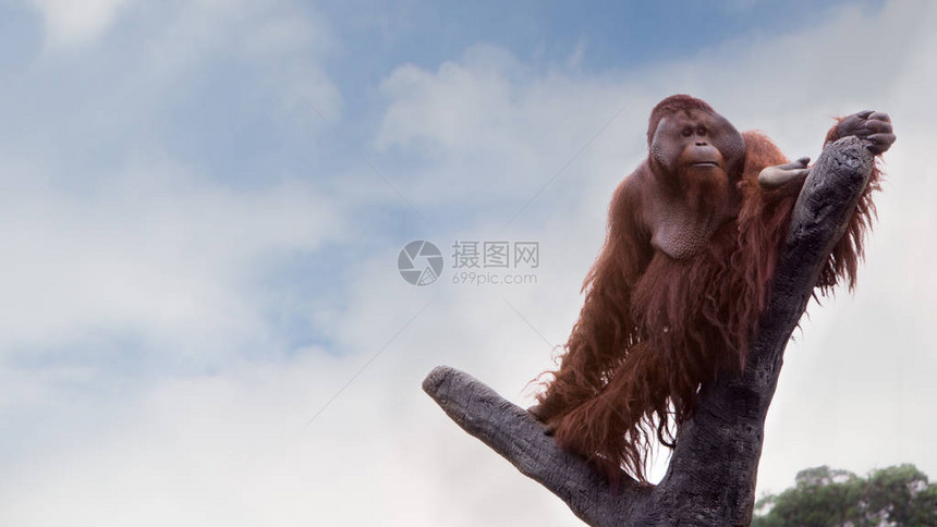 一位成年的婆罗洲大猩爬上树顶图片