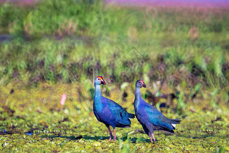 鸟类在湖泊上生活和飞翔世界湿地拉姆图片