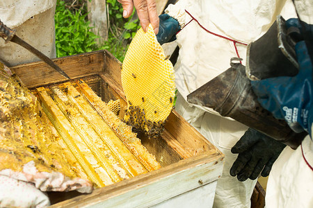 养蜂人检查蜜蜂的箱和蜂蜜框架养蜂场的养蜂工作选择焦图片
