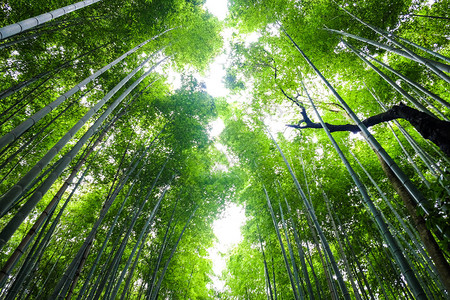 日本京都岚山热带绿竹林图片