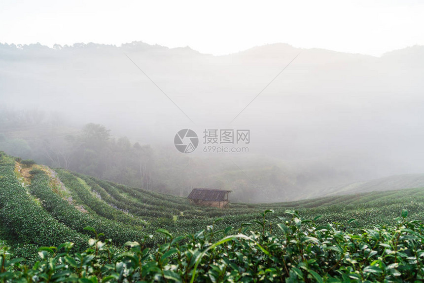 雾晨日出山上的绿茶种植园图片