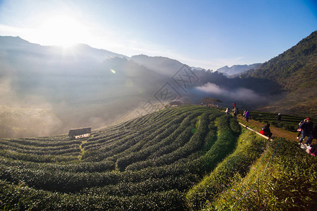 茶园朝阳农业产图片