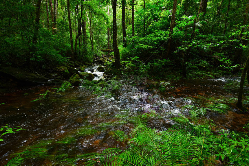 热带雨林丛与岩石和绿色苔藓和蕨类植物热带树叶在野生森林山河溪流图片