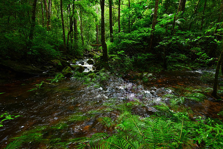 热带雨林丛与岩石和绿色苔藓和蕨类植物热带树叶在野生森林山河溪流图片
