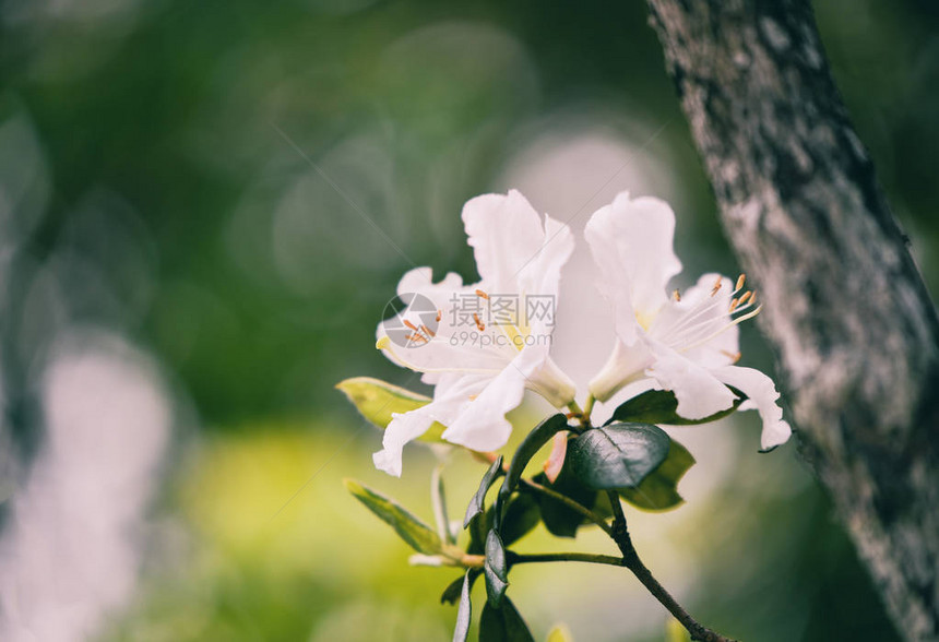 自然花园中盛开的白杜鹃花泰国杜鹃花科野玫瑰图片