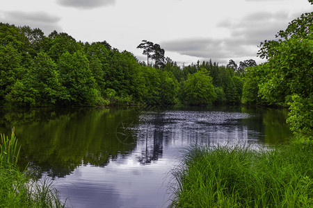 森林里的池塘阴天野景观野生池塘钓鱼场所闲暇美丽的地方俄罗斯的质图片