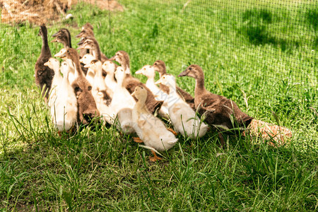 在绿色草地上吃东西的小鹅家庭图片
