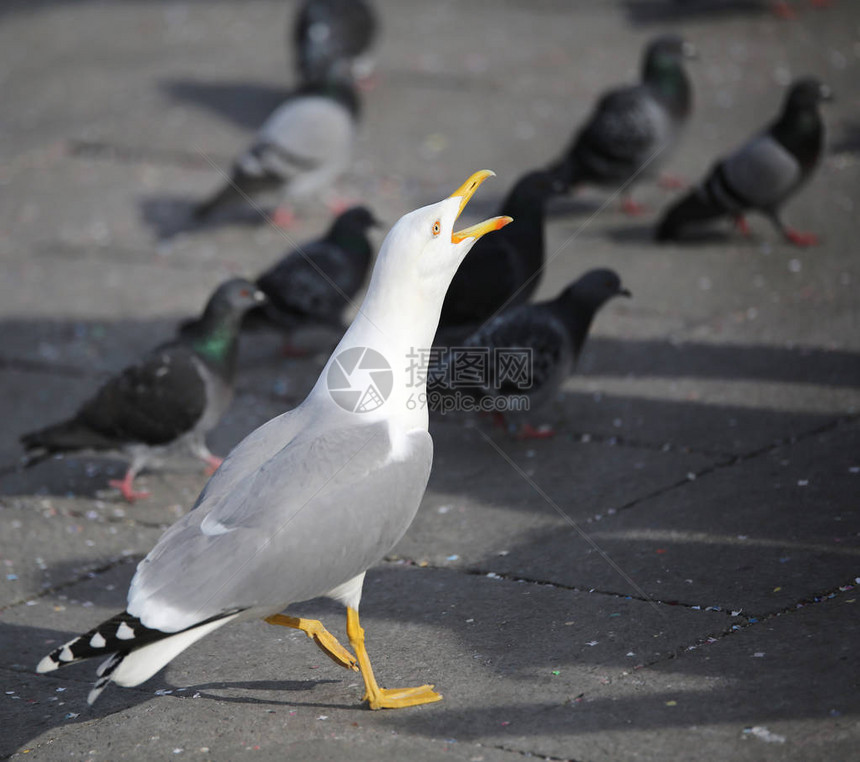 意大利圣马可威尼斯广场鸽图片