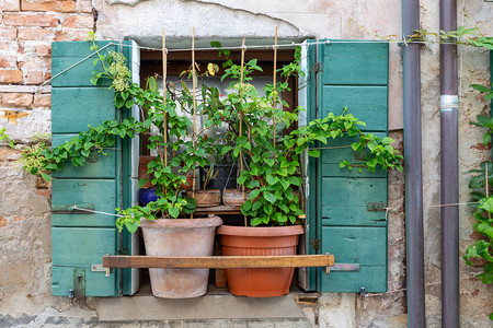 典型的意大利窗口有绿色百叶图片