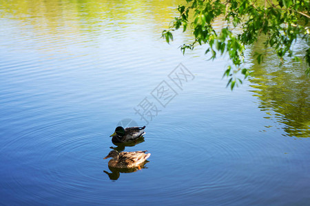 两只鸟马拉德鸭在湖里游或在城市公园的河里游图片