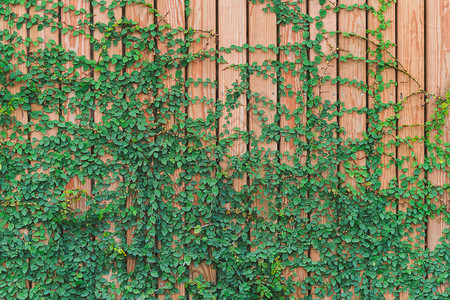 美丽的绿色长春藤叶在木墙上攀爬图片