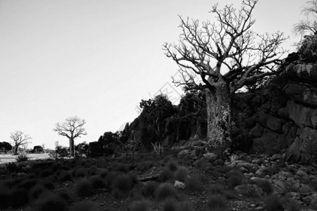 黑白相间的老猴面包树石头和草背景图片