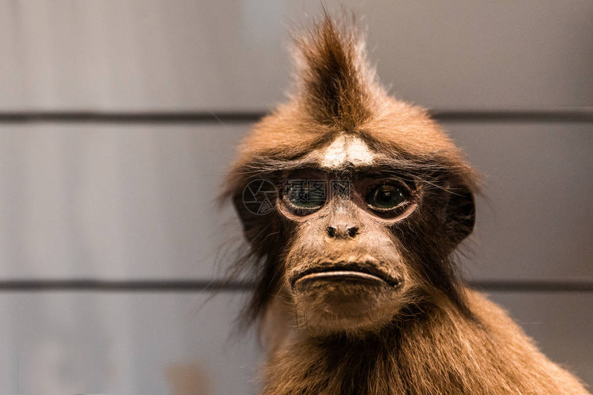 猿动物标本剥制详细毛绒动物的特写视图图片