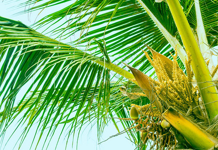 棕榈树顶椰子幼果春天盛开的黄花图片