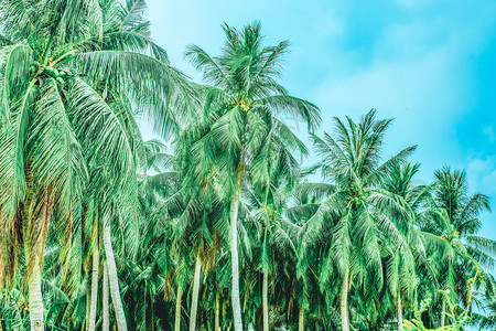 棕榈树森林椰子果对角右上角蓝天图片