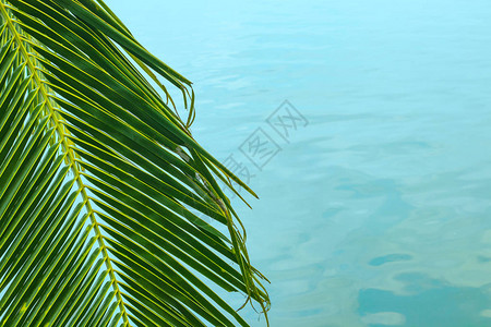 左边和蓝色海水上挂着悬吊的棕榈树枝图片