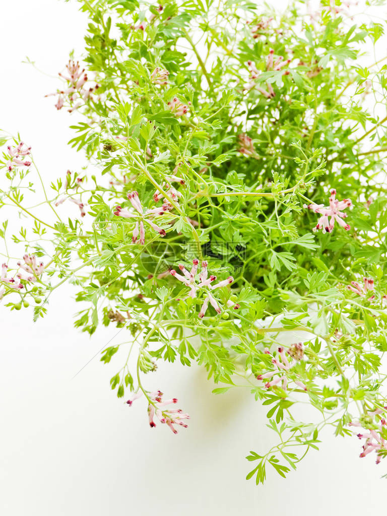 Furmaria花白色木制背景上浅自由度图片