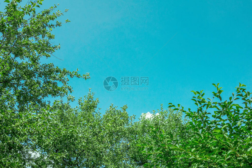 树和天空背景绿色顶端的绿树在花园中应用图片