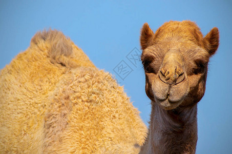 蓝色背景上非洲骆驼的特写图片