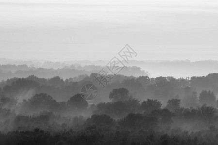 清晨雾霾下森林的神秘景观单色针叶林中树木剪影层间的怪异雾气庄严自然的平静大气背景图片