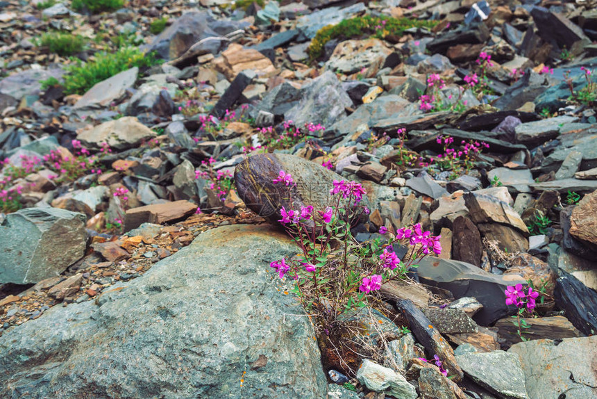 令人惊叹的粉红色艾草花生长在石头之间的岩石上高原植被丰富山地植物群带有复制空间的详细自然背景美妙的大自然图片