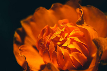 美丽温暖的火热花蕾在黑暗的背景与复制空间宏观中的金莲花橙色火焰花瓣关闭以火为主背景图片
