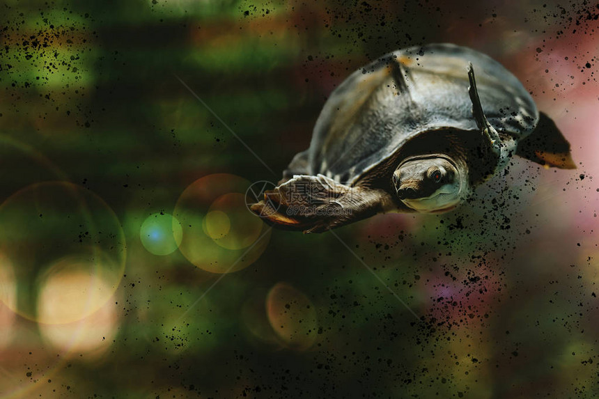 有趣的乌龟在污染的水中游泳图片