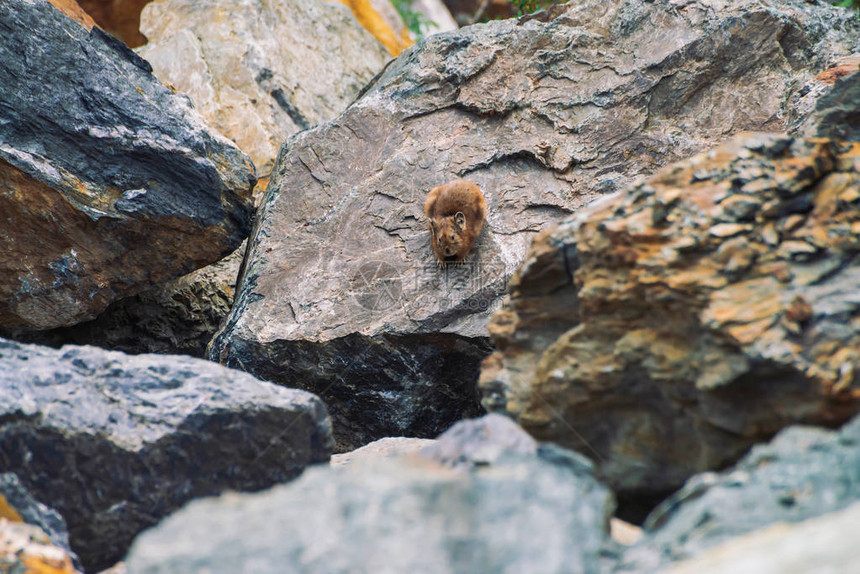 鼠兔啮齿动物在高地的石头上五颜六色的岩石山上的小好奇动物在山中风景如画的巨石上图片
