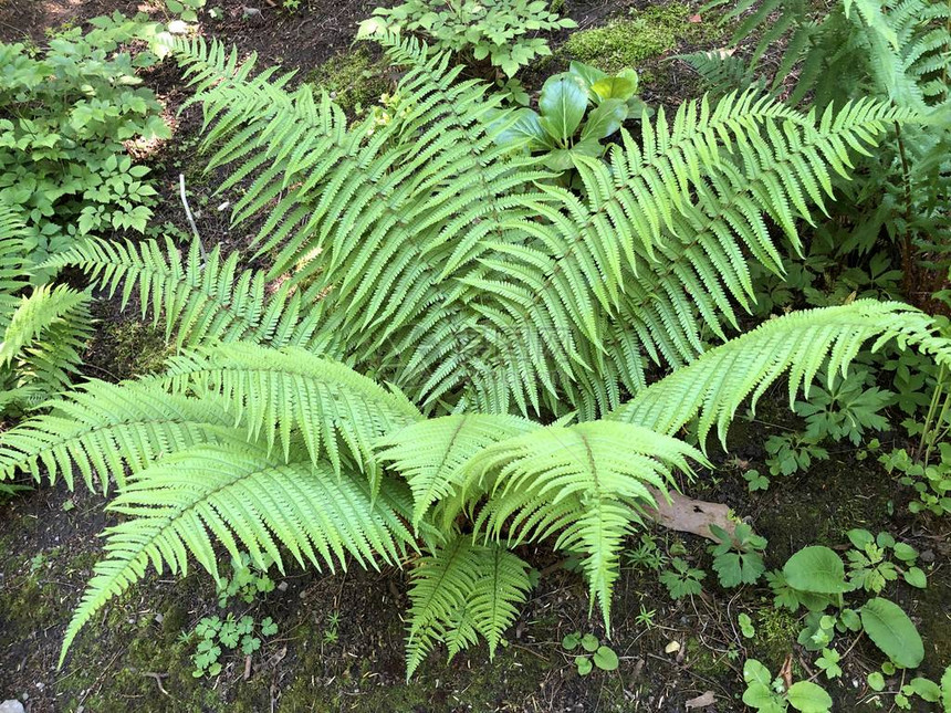 Dryopterisaffinis鳞状雄蕨类植物或金鳞雄蕨类植物苏黎世大学植物园或瑞士苏黎图片