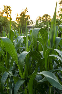 把农业场的玉米叶和阳光合图片