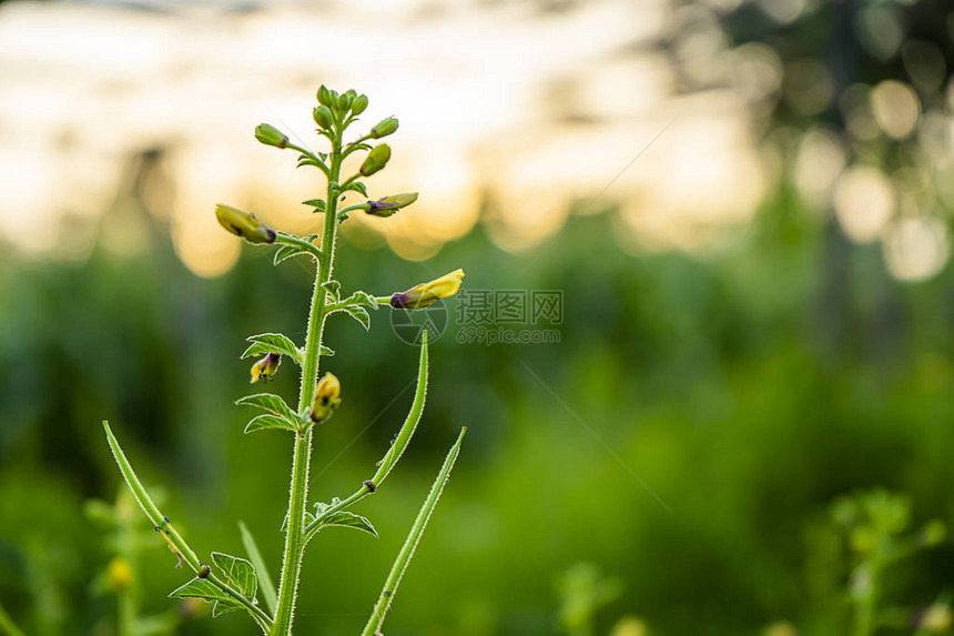 黄色亚洲蜘蛛花Cleome相图片