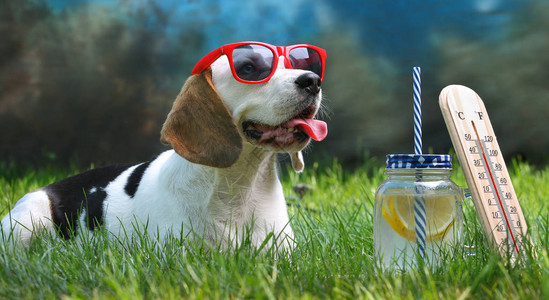 快乐的狗躺在草地上用太阳眼镜和柠檬水温度图片