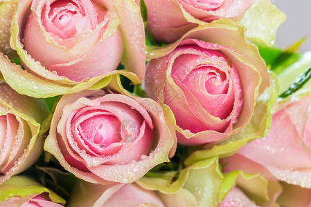美丽的两朵彩色玫瑰粉红色图片