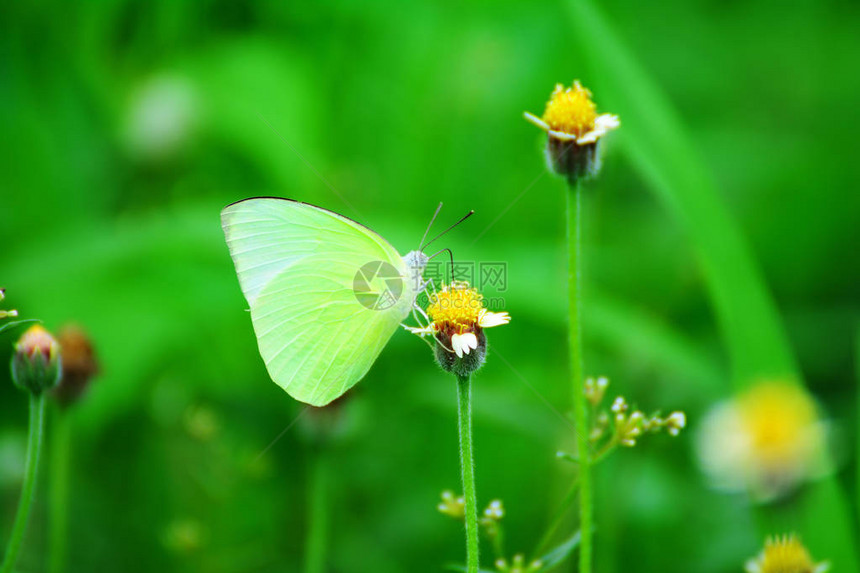 草花上的蝴蝶用绿叶作图片